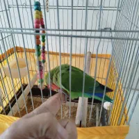 طوطی برزیلی رام و اهلی با قفس|پرنده|اردبیل, |دیوار