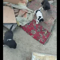 پاکوتاه|سگ|خزل, |دیوار