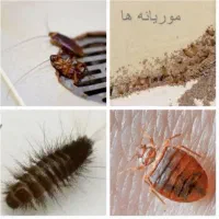سمپاشی و موریانه زدایی تضمینی دراهواز ساس سوسک موش