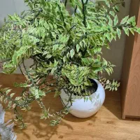 درخته بهار نارنج و درختچه فردوس|گل و گیاه طبیعی|ارومیه, |دیوار