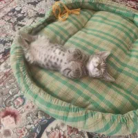 واگذاری بچه گربه ماده ،ناز وباهوش
