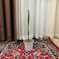 چند گل طبیعی|گل و گیاه طبیعی|تبریز, |دیوار