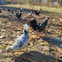 تخم مرغ نطفه دار گلین|حیوانات مزرعه|سنندج, |دیوار