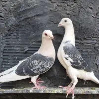 کفتر|پرنده|چهاردانگه (تهران), |دیوار