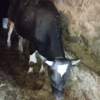 گوساله نر 3 عدد