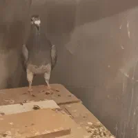 کبوتر پلاکی بزک