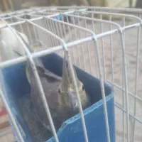عروس هلندی