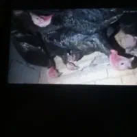 فروش بوقلمون سالم