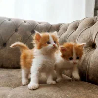 واگذاری گربه