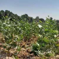 نهال چنار درخت درختچه قلمه کشاورزی|خدمات باغبانی و درختکاری|لنجان, |دیوار