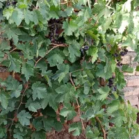 خونه فروشی ماشین روبزرگ