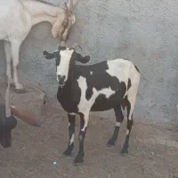 بز کهردار وبز ابسن نزدیک در جم|حیوانات مزرعه|جم, |دیوار