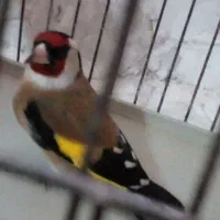 فروش سهره نر