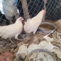 مرغ وخروس