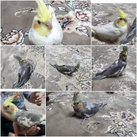 ۵عدد عروس هلندی