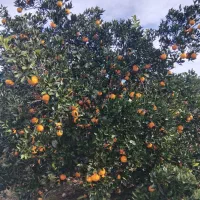 پرتقال تامسون