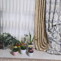پرده سلطنتی کتیبه  زبرا  فرشینه پله