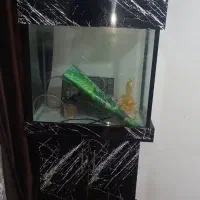 اکواریوم با باکس  در حد نو