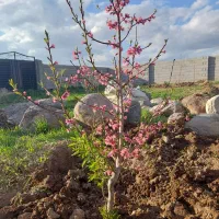 فروش باغ در آخولا