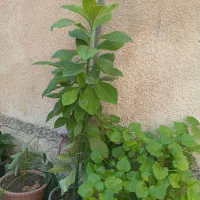 گلهای شاداب