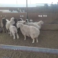 فروش تعدادی میش و بز سانن|حیوانات مزرعه|زرقان, |دیوار