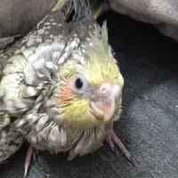 جوجه عروس هلندی|پرنده|ملارد, |دیوار