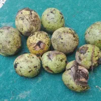 گردو با پوست گردو بدون پوست