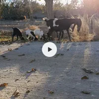 بزپاکستانی