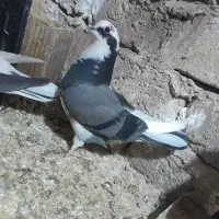 کفتر|پرنده|شهر ری, شهادت|دیوار