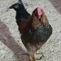 خروس|حیوانات مزرعه|دورود, |دیوار