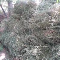 یونجه