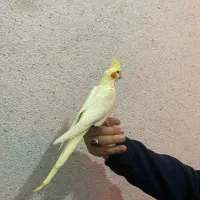 عروس هلندی|پرنده|باسمنج, |دیوار