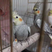 عروس هلندی