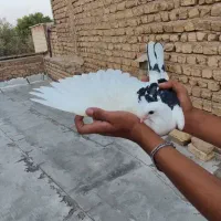 کفتر|پرنده|قم, شهرک امام حسن|دیوار