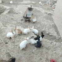 خرگوش فروشی