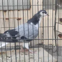 مفلق دمگیر. عالی