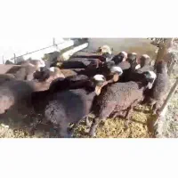 شیشک ومیش بره دار افشار بره پای پروار|حیوانات مزرعه|جوادآباد, |دیوار