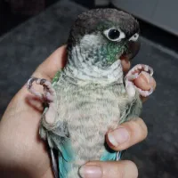 طوطی گرنچیک تراکوییس آبی