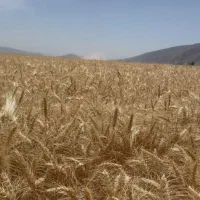 گندم پایا|خدمات باغبانی و درختکاری|باشت, |دیوار