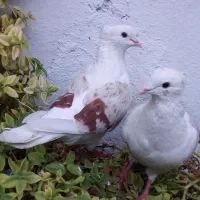 یک جفت گردار|پرنده|چگنی, |دیوار