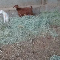 بز چاق کشتنی|حیوانات مزرعه|ماهان, |دیوار