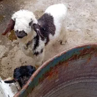 بره شیری و علف خوار