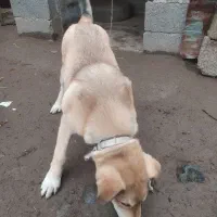 سگ نگهبان|سگ|رشت, لاکان شهر|دیوار