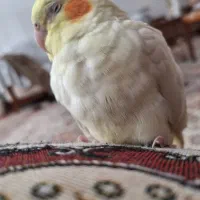 عروس هلندی|پرنده|میاندوآب, |دیوار