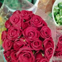 گل طبیعی رز هلندی شاخه ای 25|گل و گیاه طبیعی|رامهرمز, |دیوار