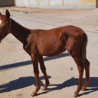 کوره اسب