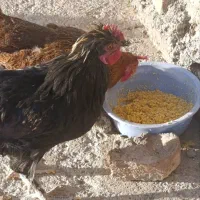 فروش مرغ و خروس نژاد دار|حیوانات مزرعه|شاهین دژ, |دیوار