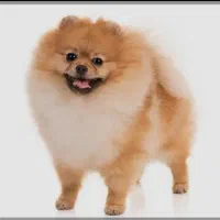 سگ پامرانین روباهی