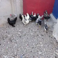 تخم مرغ نطفه دار گلین اصل و گلین کرچ و خروس گلین