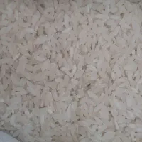 برنج چمپای دهشیخ